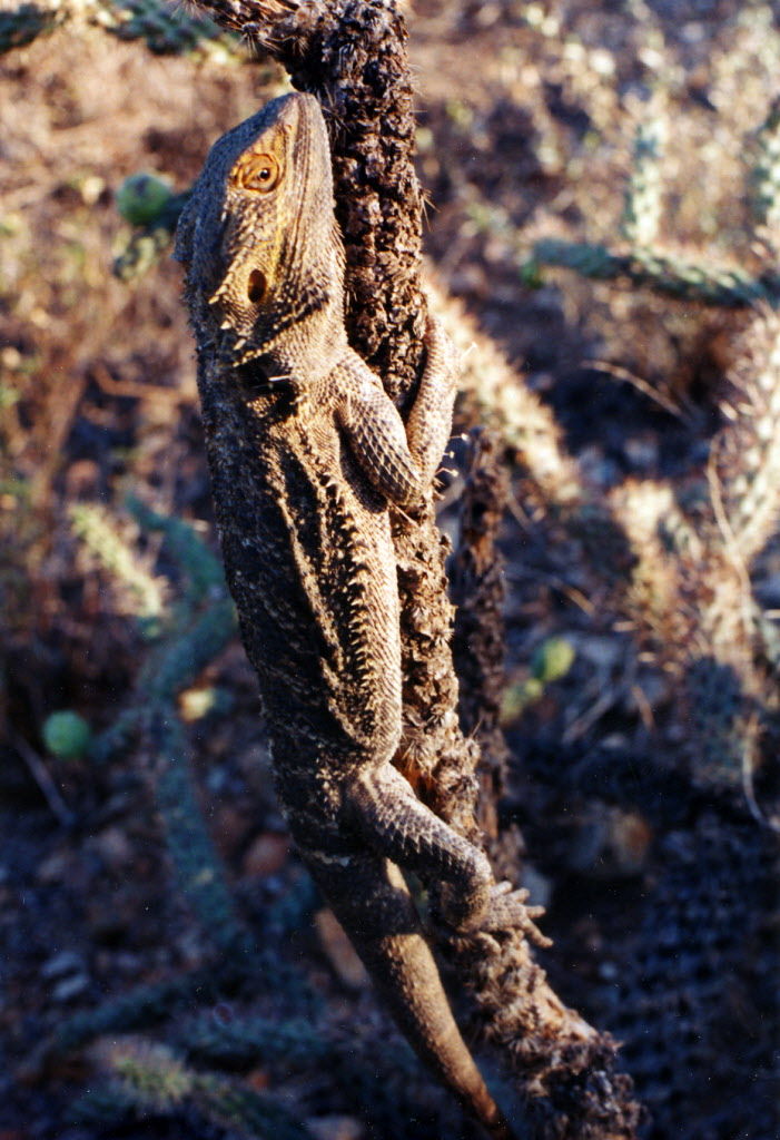 Lizard